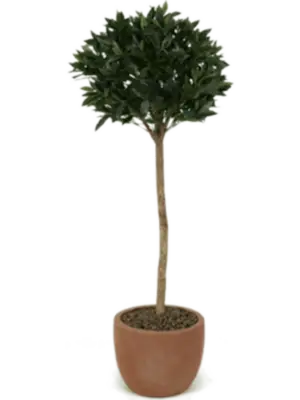 Kugel Auf Stamm (FR)