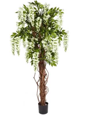 Verzweigt White