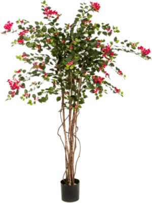 Verzweigt Fuchsia