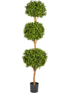 Buxbom