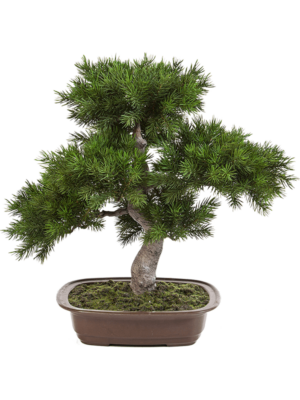 Bonsai