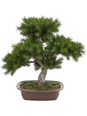 Bonsai