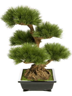 Bonsai