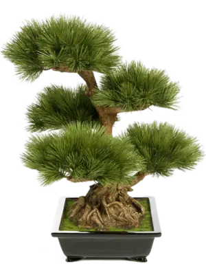 Bonsai