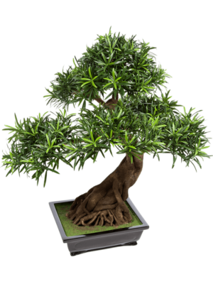 Bonsai