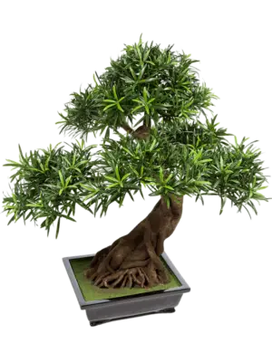 Bonsai