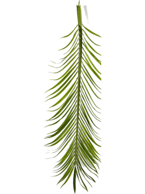 Blättern 18 pcs (1206 lvs.)