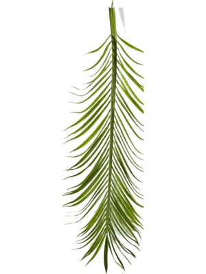 Blättern 18 pcs (1206 lvs.)