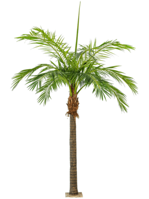 Palm (2 Teile