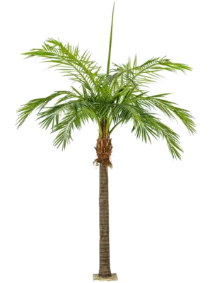 Palm (2 Teile