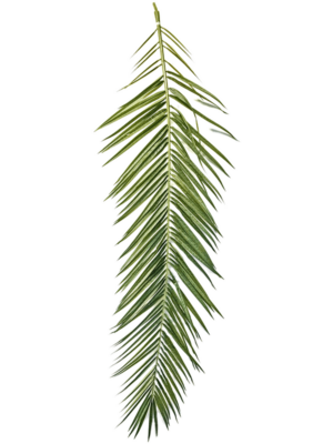 Curved Palm Leaf (set 15 pcs.)