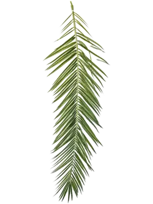 Curved Palm Leaf (set 15 pcs.)