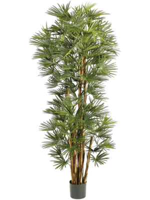 Palm (210 cm)