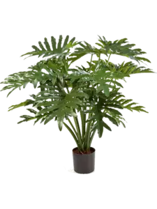 Philodendron