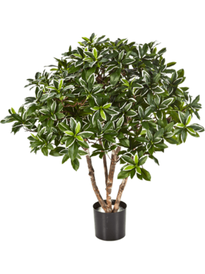Bush