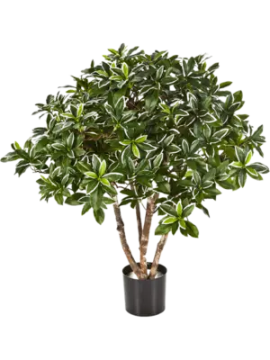 Bush