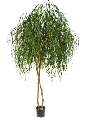 Branched