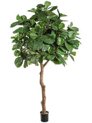 Branched