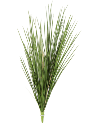 Bush (FR)