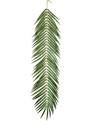 Leaf