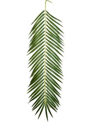 Leaf