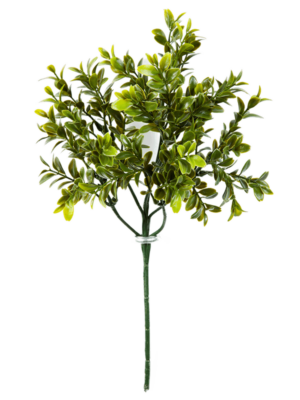 Branch