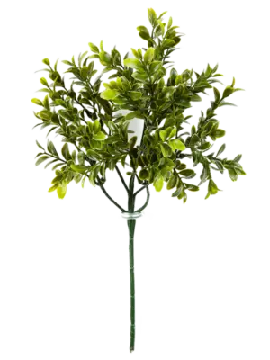 Branch