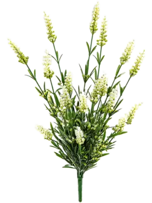 Bush