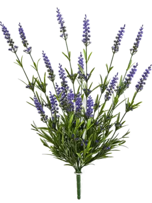 Bush Purple (19 fl.)