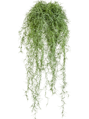 Hanging Bush