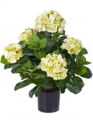 Bush Cream