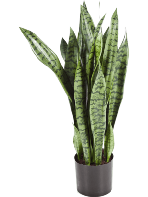 Tuft
