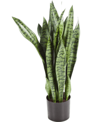 Tuft