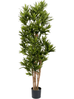 Branched