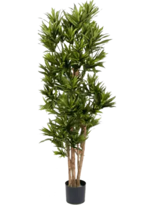 Branched