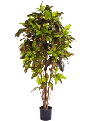 Branched (FR)