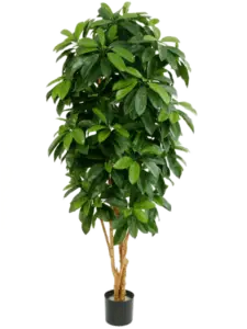 Schefflera