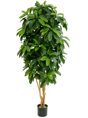 Branched