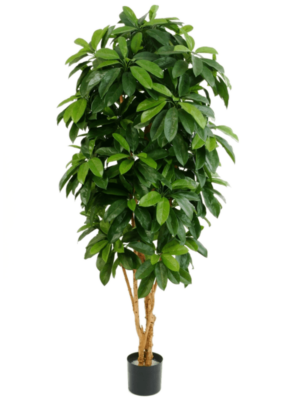 Branched (FR)