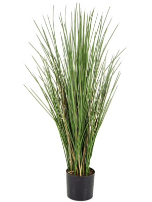 Bush With Pot (FR)