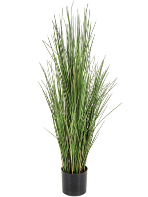Bush With Pot (FR)