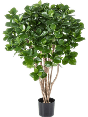 Bush Tree