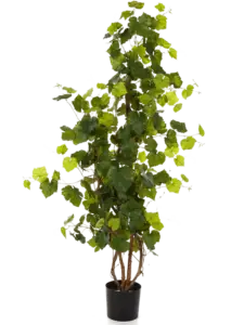Murgröna