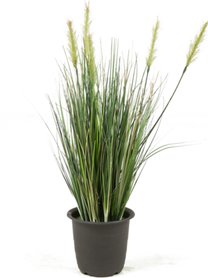 Bush