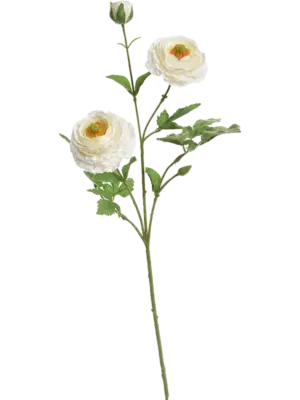 Cream