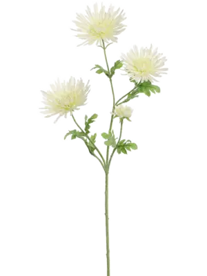 Cream