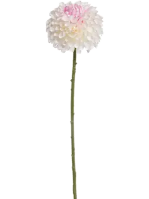 Cream