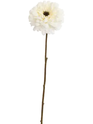 Cream