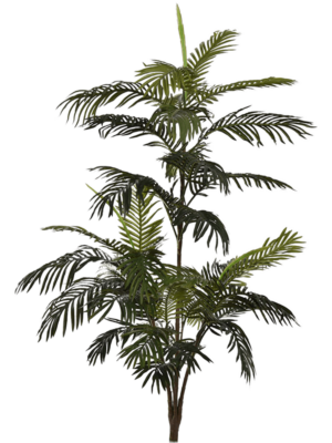 Bush
