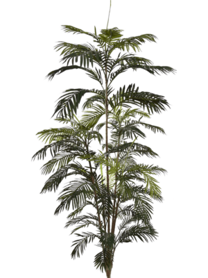 Bush